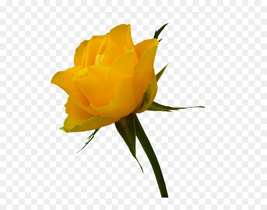 Tubes Fleurs Yellow Rose Bouquet, Yellow Roses, White - Flowers Download Yellow Hd, HD Png Download - roses bouquet png