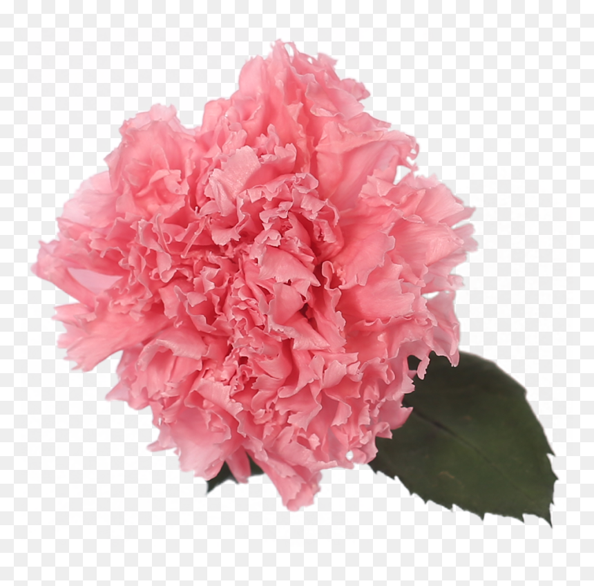 Carnation, HD Png Download - red carnation png