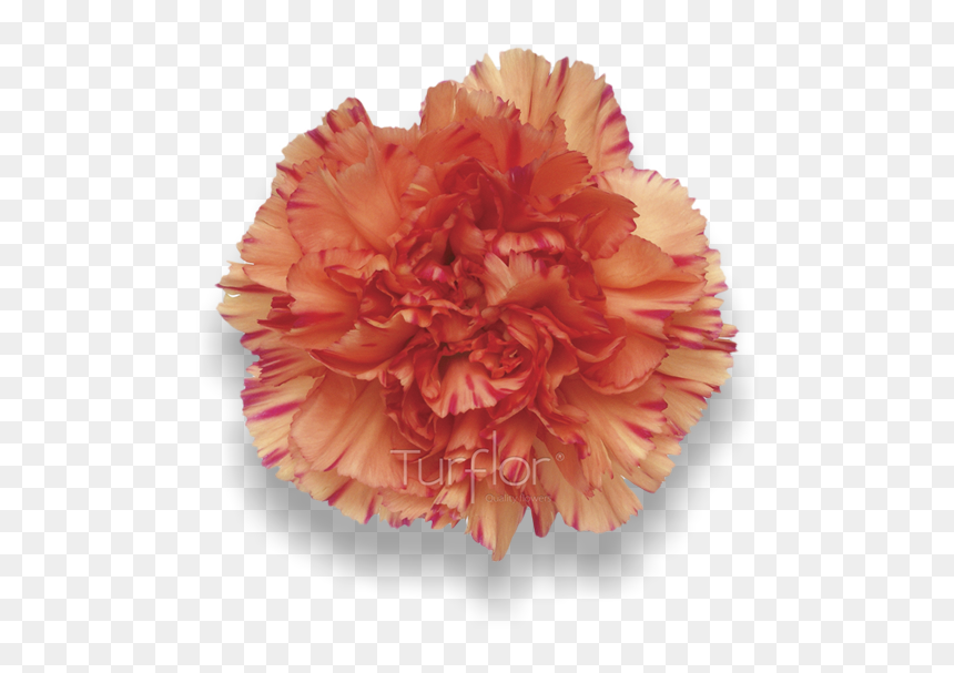 Carnation, HD Png Download - red carnation png