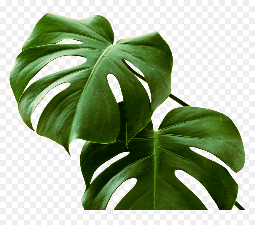 Exotische Pflanze, HD Png Download - monstera png