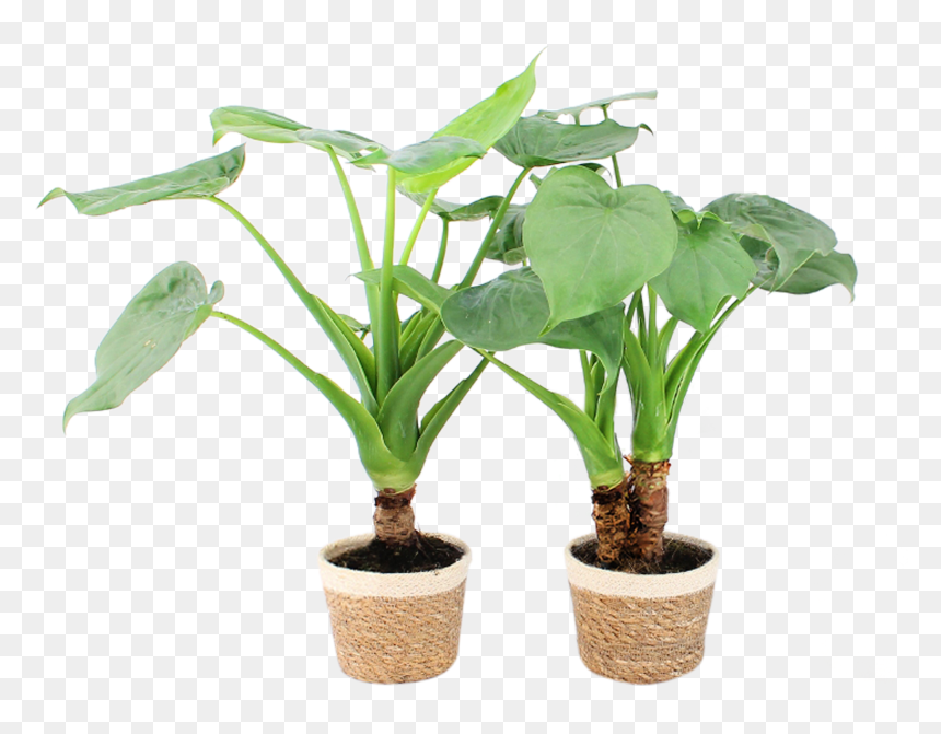 Alocasia Cucullata Op Stam, HD Png Download - monstera png