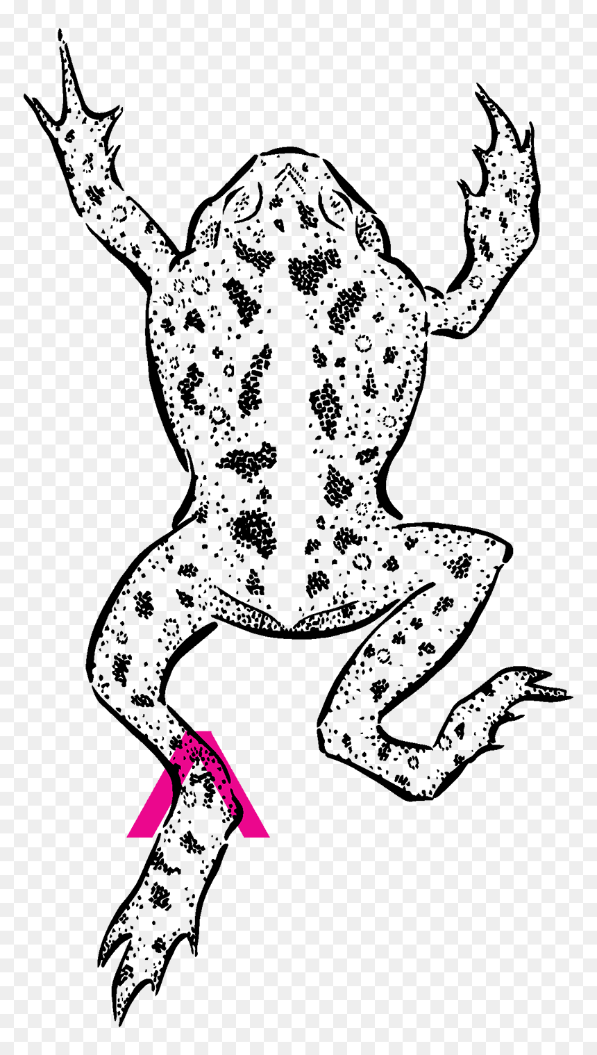 The Ultimate Pacesetter The Cane Toad - Mink Frog, HD Png Download - toad animal png