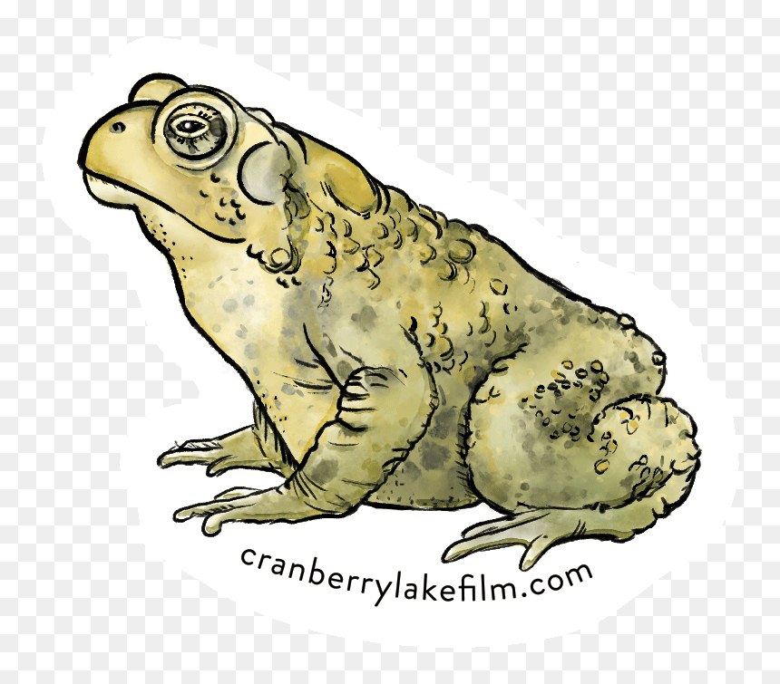 Cranberrylake Sticker Toad - Colorado River Toad, HD Png Download - toad animal png