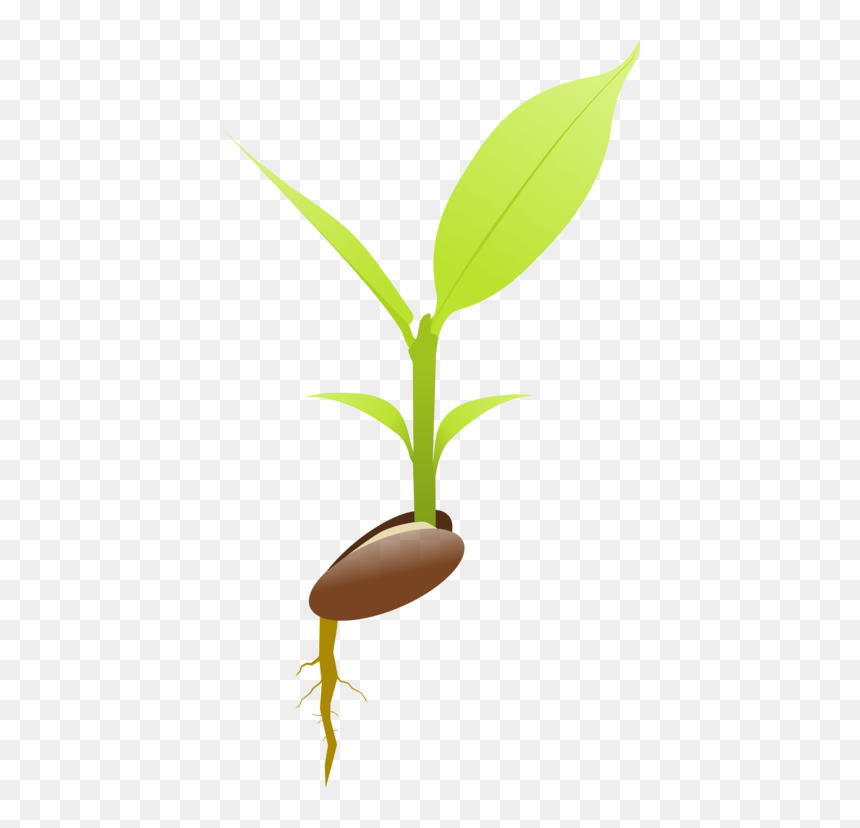 Botany,plant,flower - Illustration, HD Png Download - plant with roots png