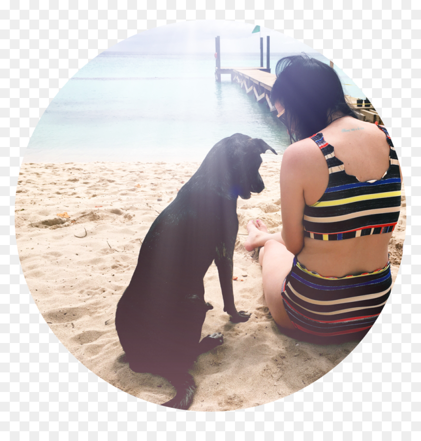 Companion Dog, HD Png Download - dog laying down png
