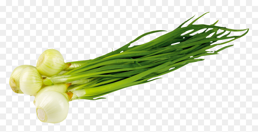 Leek Png - Зеленый Лук Пнг, Transparent Png - green onion png
