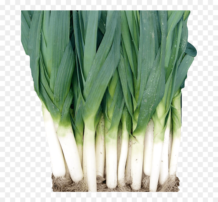 Welsh Onion , Png Download - Welsh Onion, Transparent Png - green onion png