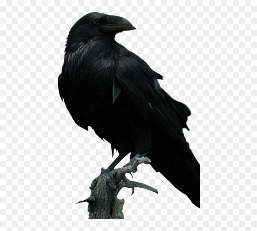 Pajarosnegros Pajaro Aves Ave Negroyblanco Freetoedit - Raven, HD Png Download - paloma dibujo png
