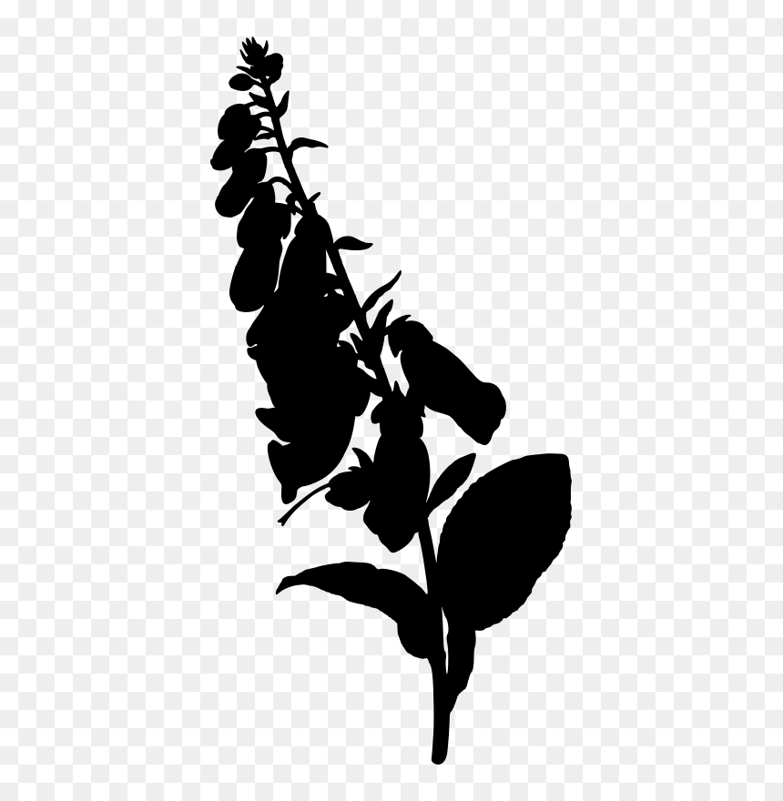 Foxglove - Foxglove Flower Silhouette, HD Png Download - foxglove png