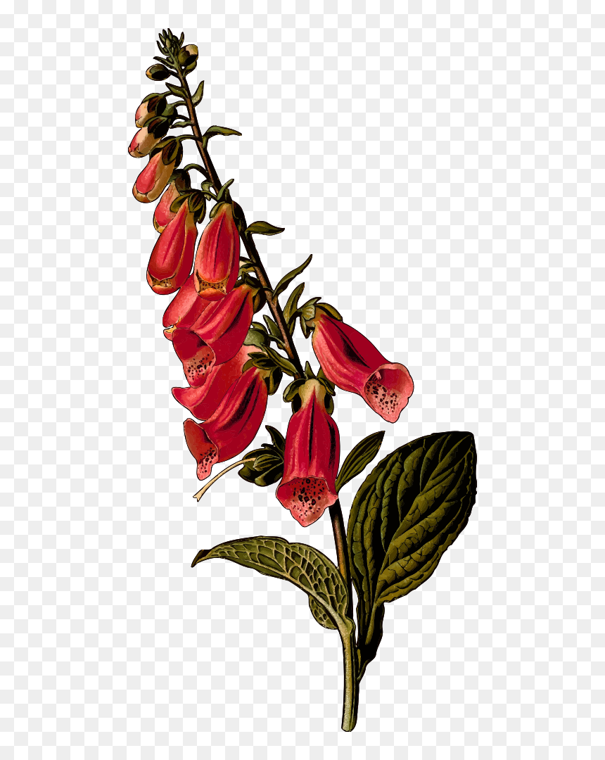Foxglove - Foxglove Flowers Png, Transparent Png - foxglove png