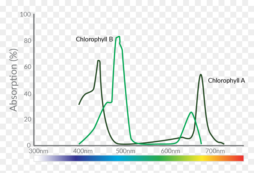 Diagram, HD Png Download - plant growth png