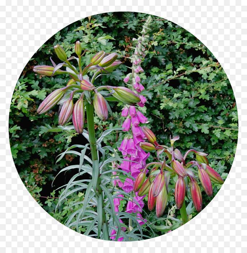 Lily Family, HD Png Download - foxglove png