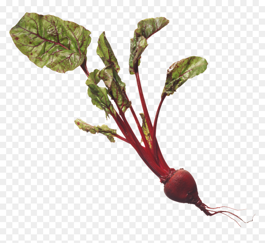 Beet Png Image - Приспособления Растений К Условиям Существования, Transparent Png - beetroot png