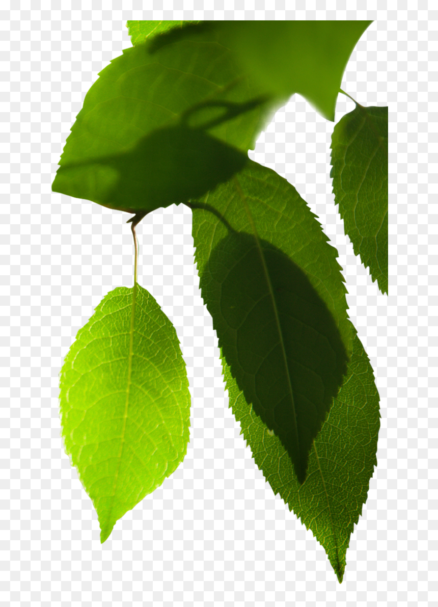 Folha De Laranjeira Png, Transparent Png - folhas png