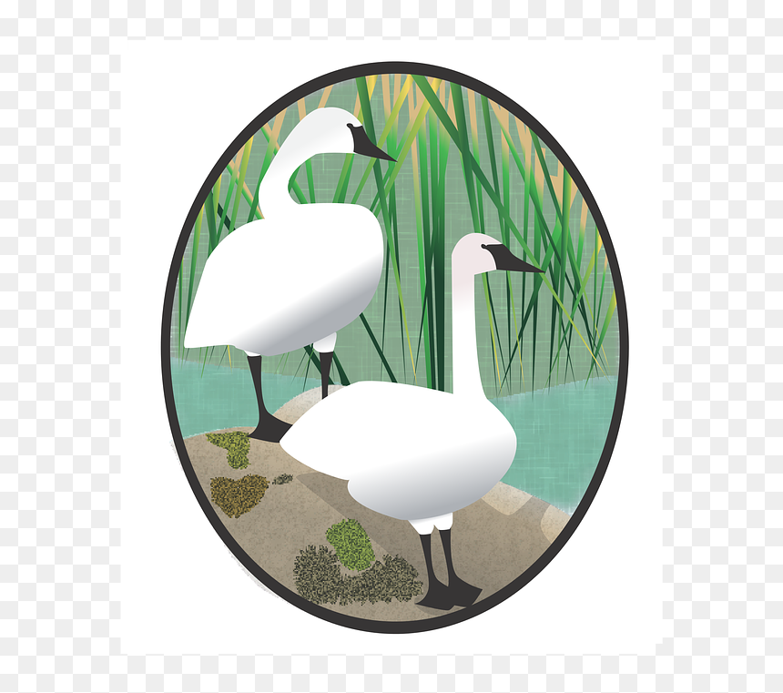 Water Bird, HD Png Download - white grass png