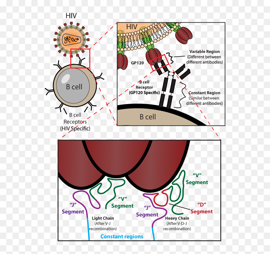 Antibodies Png, Transparent Png - antibodies png