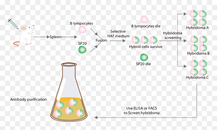 Elisa Monoclonal Antibody Screening, HD Png Download - antibodies png