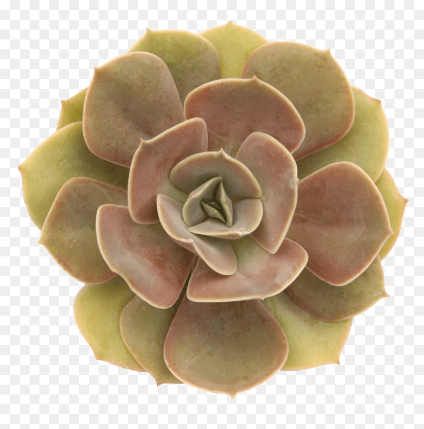 Echeveria "lolita""
 Class= - Echeveria Lolita, HD Png Download - lolita png