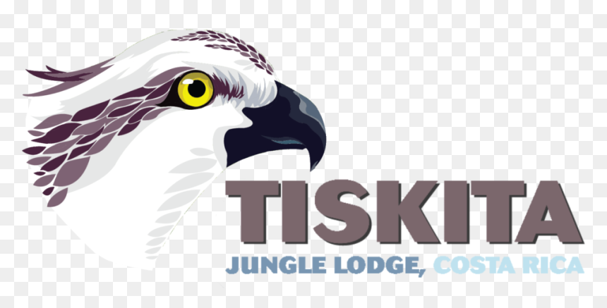 Tiskita Logo - Osprey, HD Png Download - bird head png