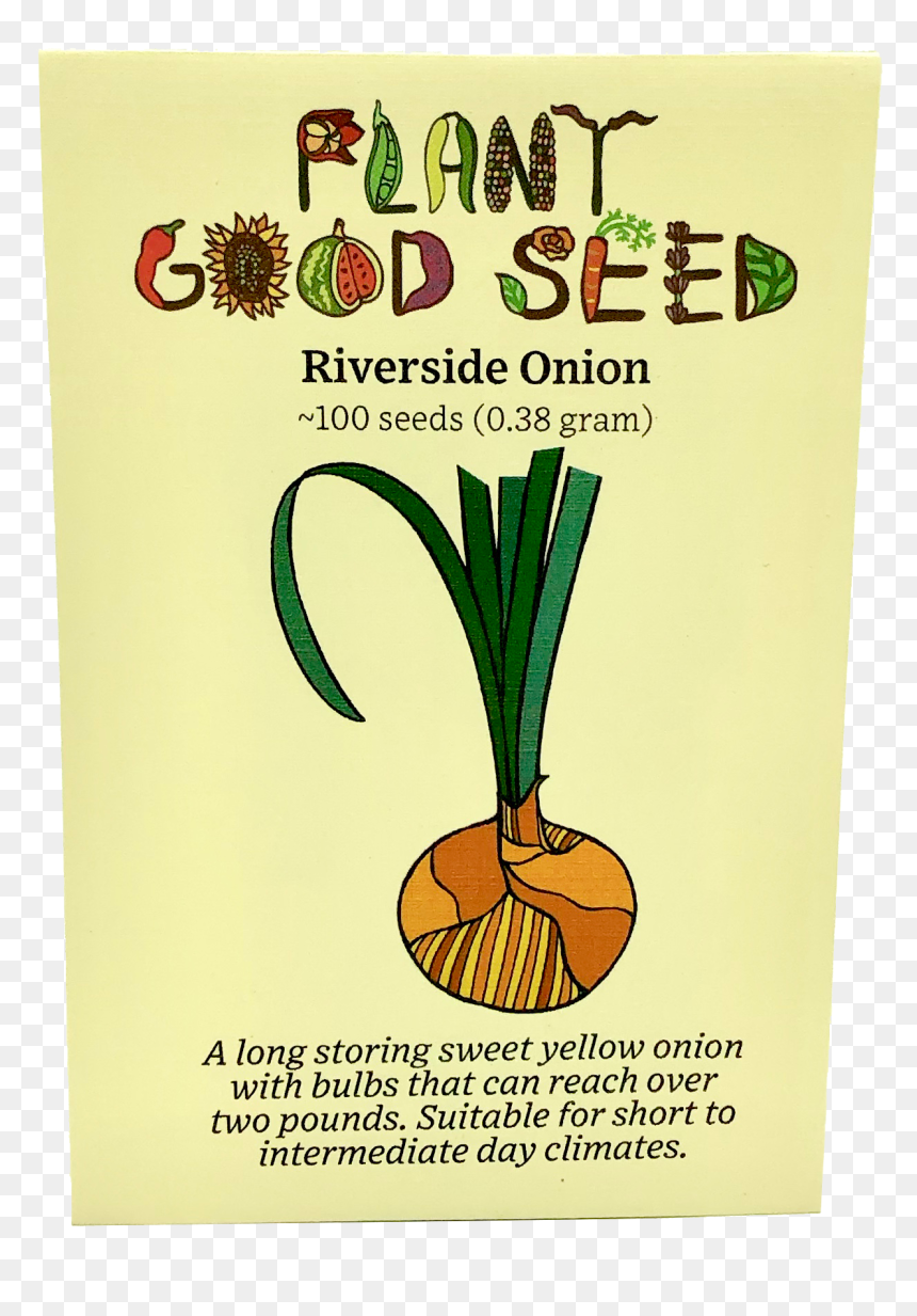 Riverside Onion - Yellow Onion, HD Png Download - onion plant png