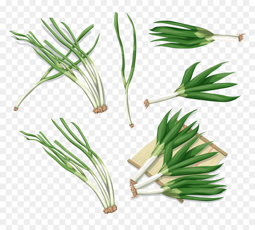 Leek Png - Welsh Onion, Transparent Png - onion plant png