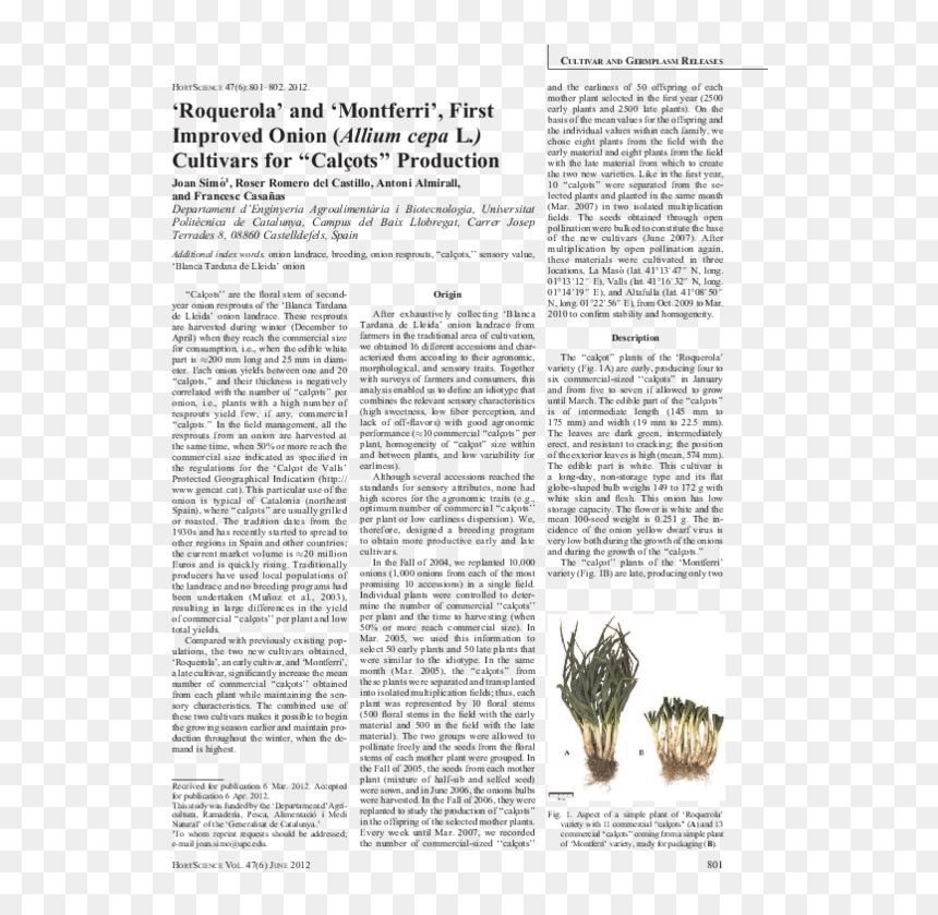 Discovery Of Achilles On Skyros, HD Png Download - onion plant png