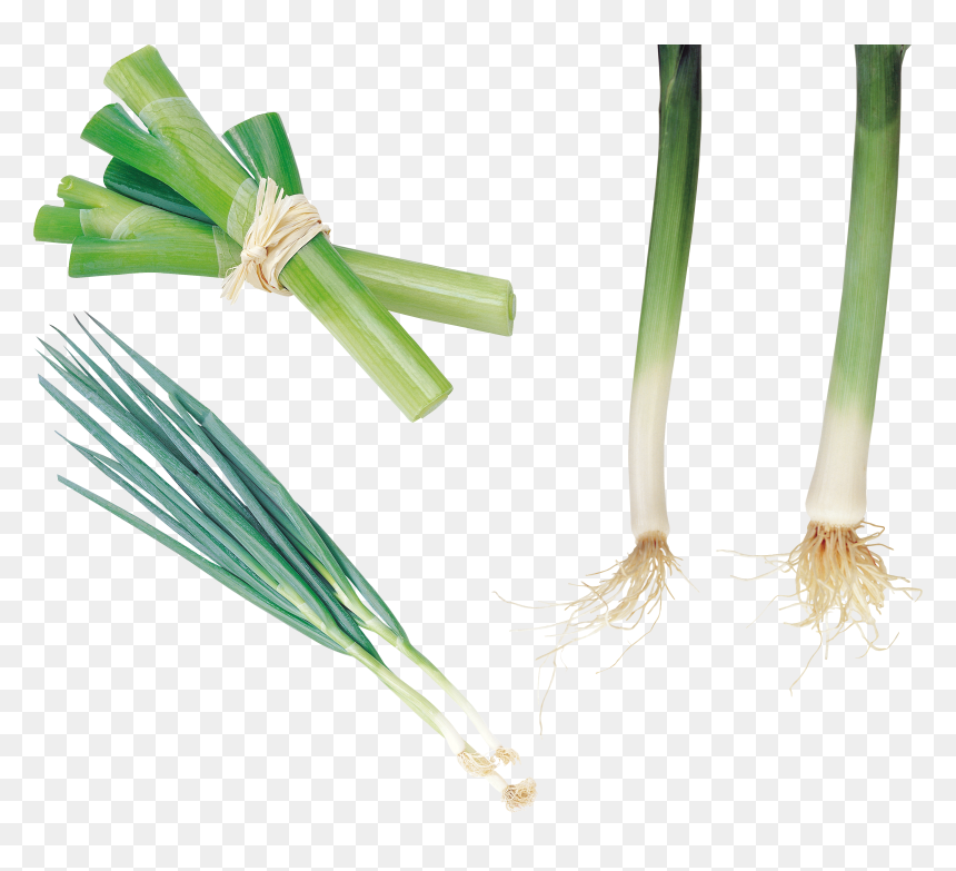 Leek Png - Leek, Transparent Png - onion plant png