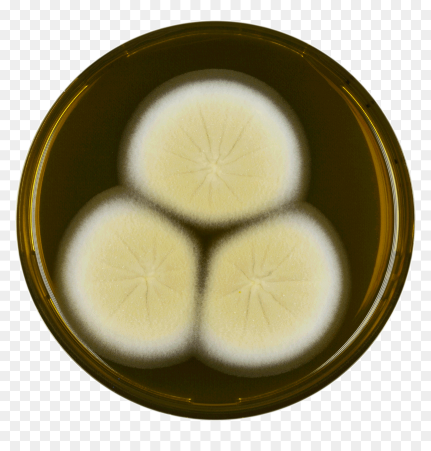 Aspergillus Parvulus Meaox - Manjū, HD Png Download - brown egg png