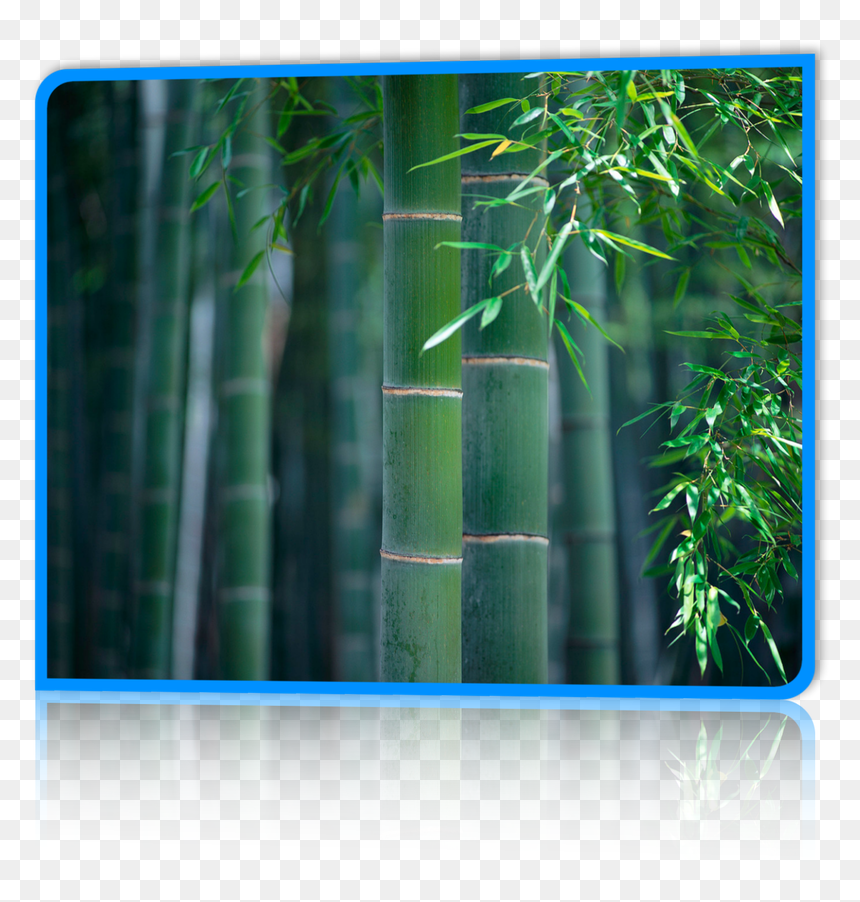 Painting Of Bamboo Forest , Png Download - Moso Bamboo, Transparent Png - bamboo forest png