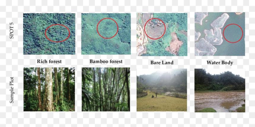 Thuya, HD Png Download - bamboo forest png