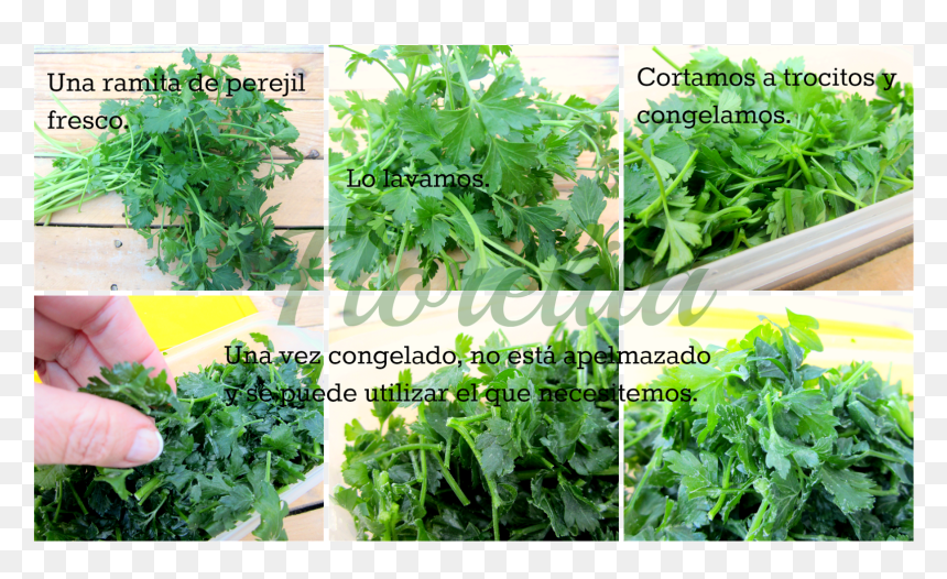 Arugula, HD Png Download - perejil png