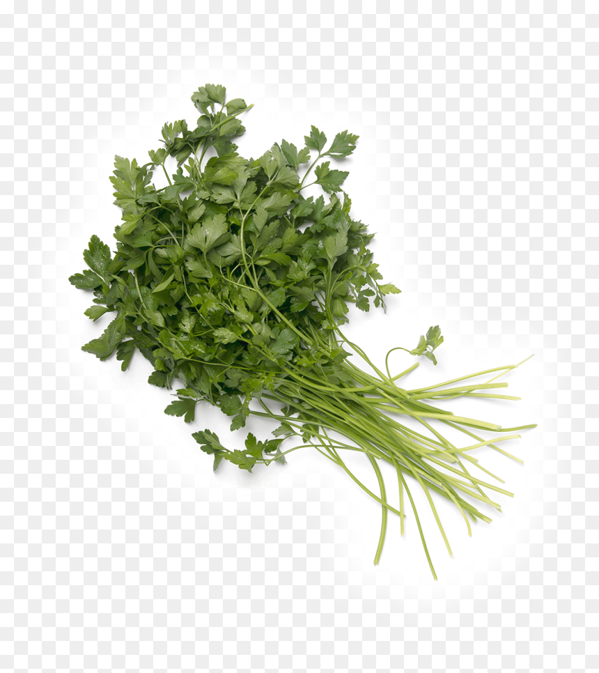 Parsley, HD Png Download - perejil png