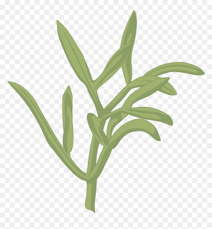 Hojas En El Mar, HD Png Download - perejil png