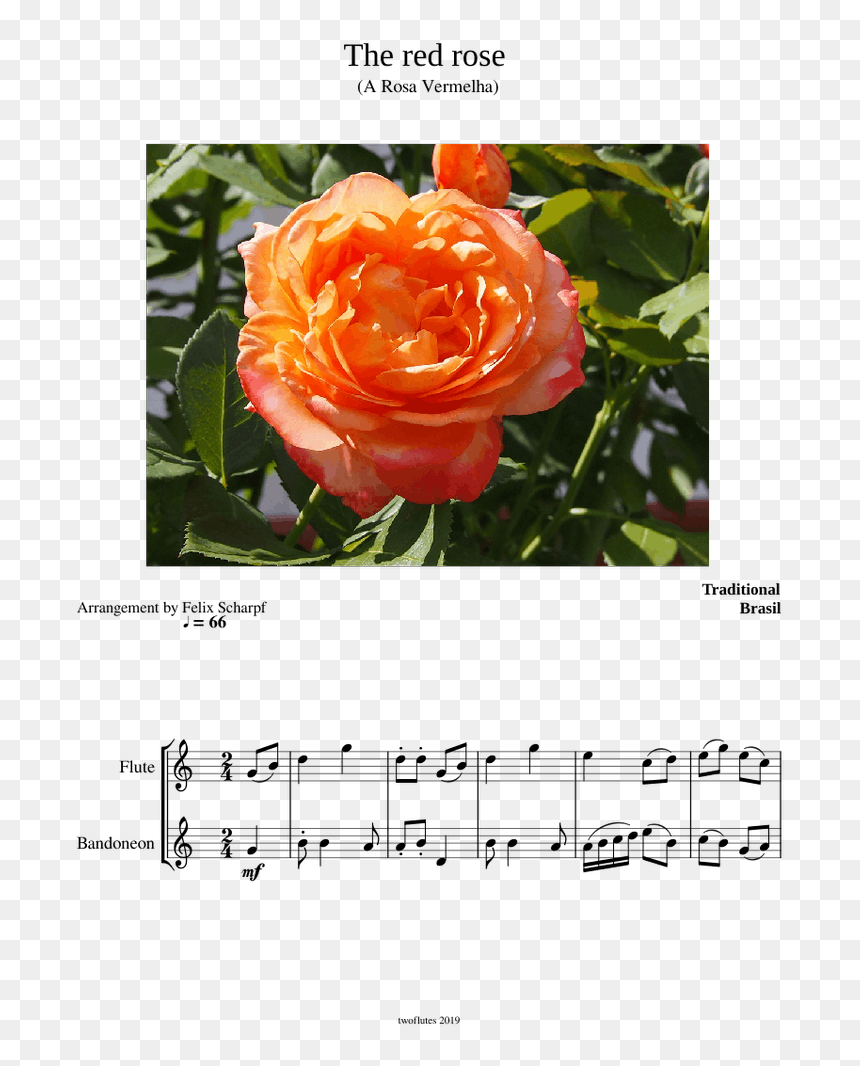 Floribunda, HD Png Download - rosa vermelha png