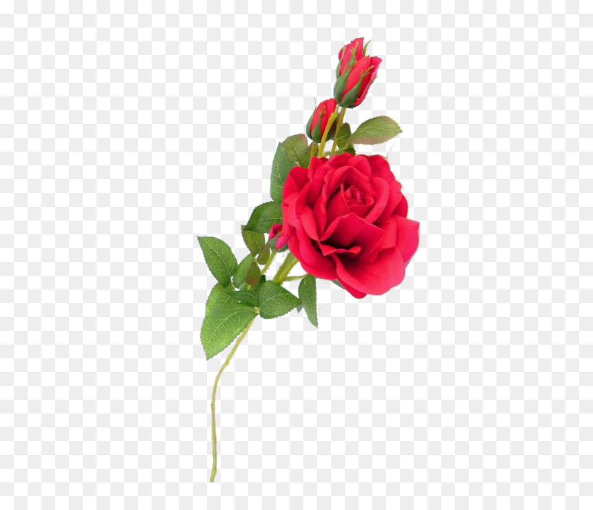 Garden Roses, HD Png Download - rosa vermelha png