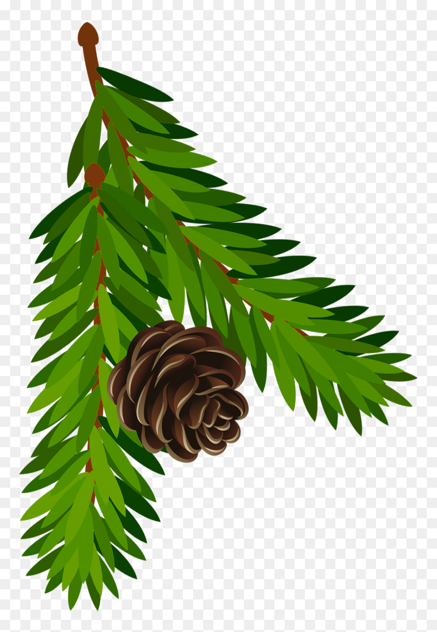 Transparent Pine Branch With - Spruce Branch Clipart Png, Png Download - pine bough png