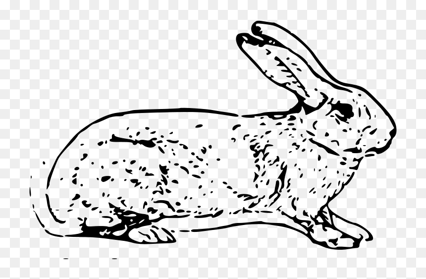 Free Vector Belgian Rabbit - White Rabbit Copyright Free, HD Png Download - rabbit vector png