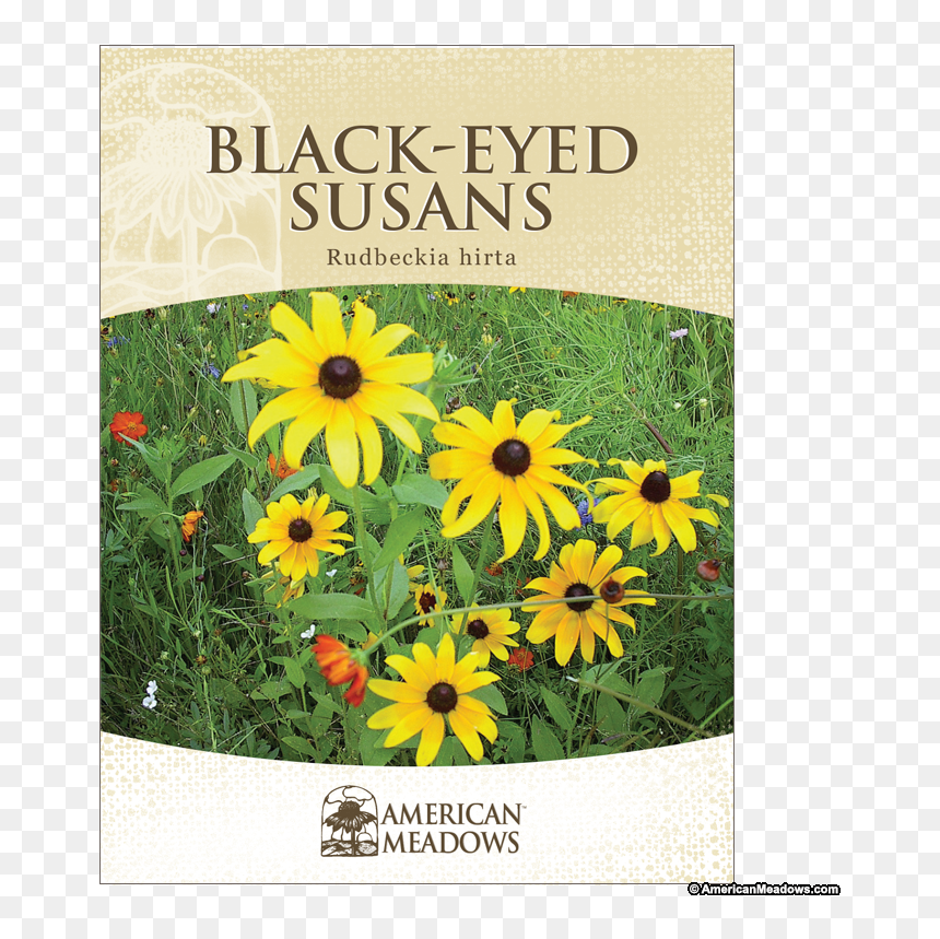 Michael Jackson Memorial Wall, HD Png Download - black eyed susan png