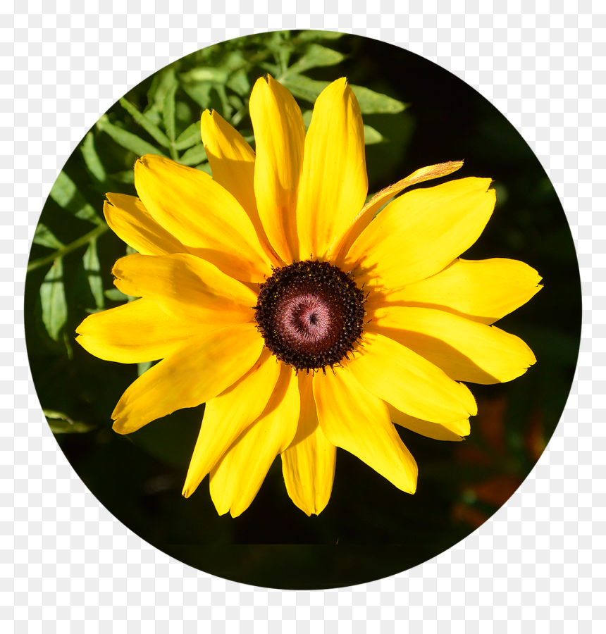 Black-eyed Susan, HD Png Download - black eyed susan png