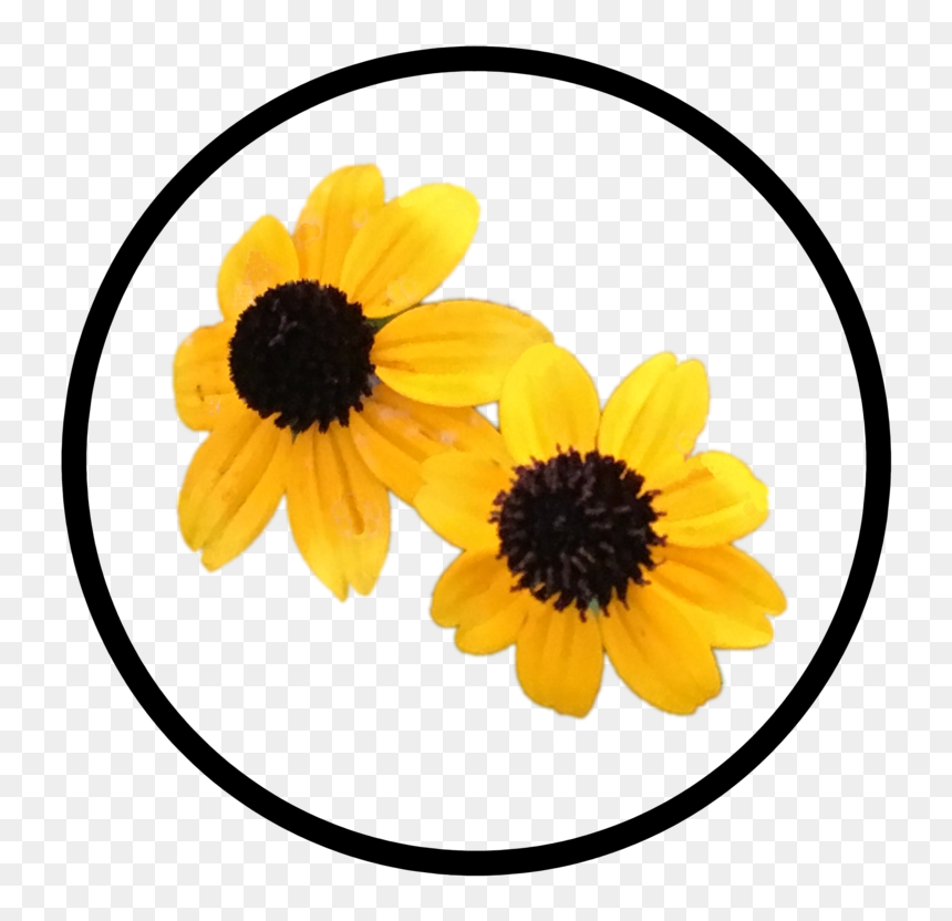 Yellow Flower Button - Black-eyed Susan, HD Png Download - black eyed susan png