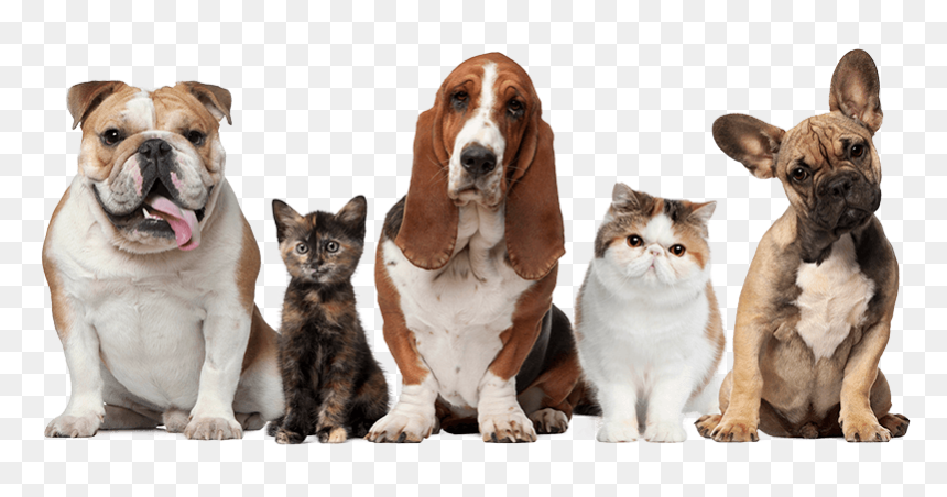 Vet Animals, HD Png Download - pet shop png