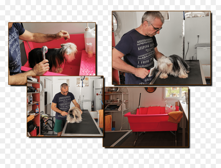 Dog, HD Png Download - pet shop png