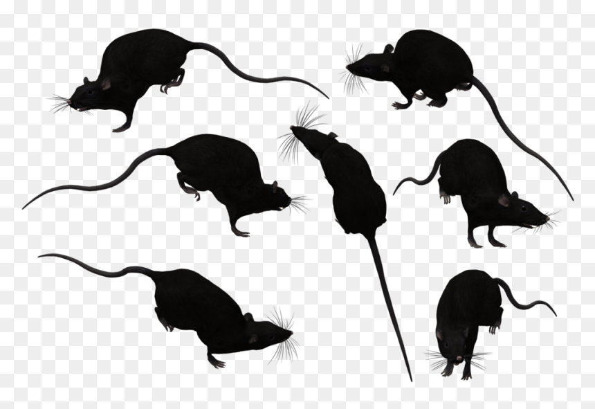 Brown Rat Mouse Black Rat Clip Art - Transparent Rats Silhouette, HD Png Download - white rat png
