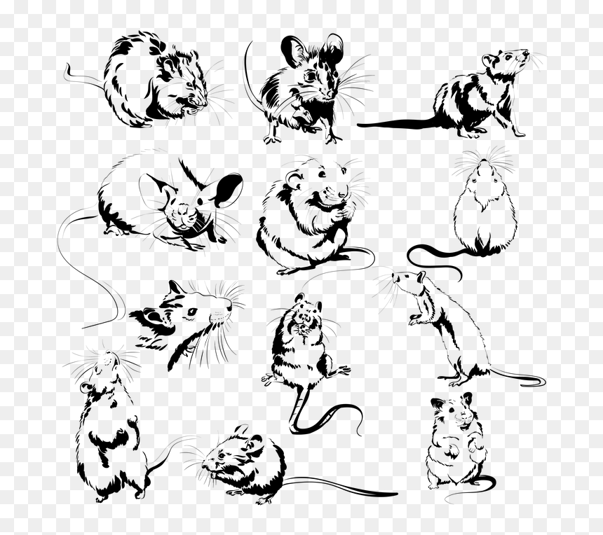Cartoon, HD Png Download - white rat png