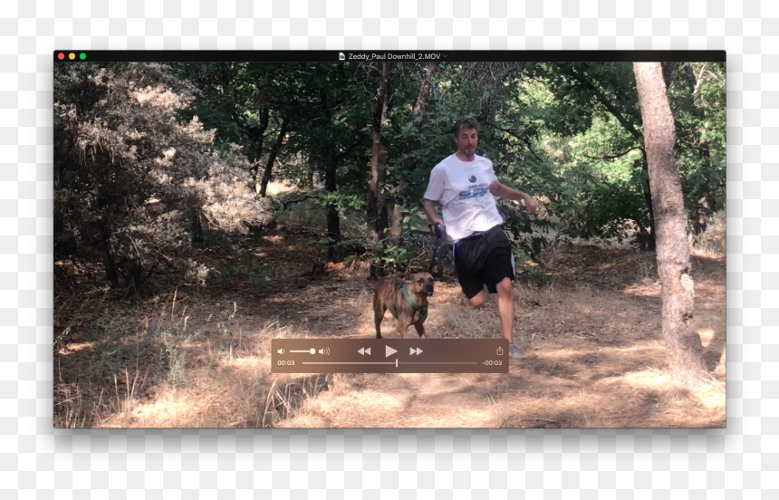 Old-growth Forest, HD Png Download - police dog png