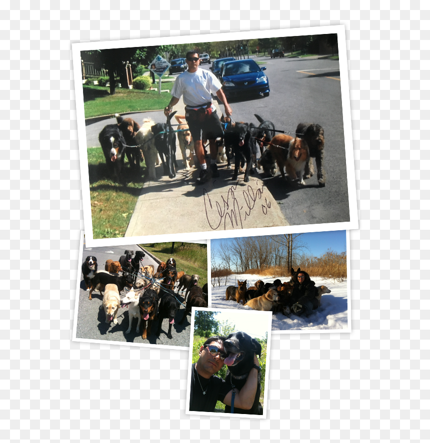 Companion Dog, HD Png Download - police dog png