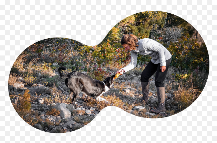 Australian Cattle Dog, HD Png Download - police dog png
