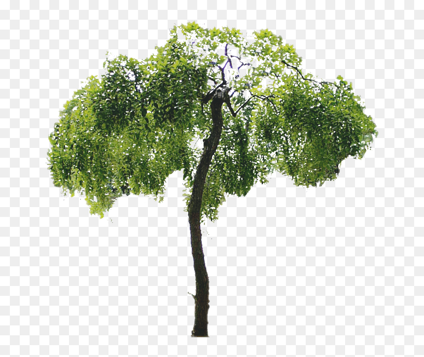 Psd Trees, HD Png Download - arboles animados png
