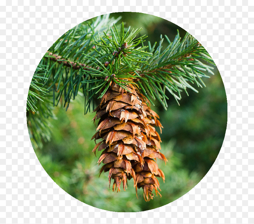 Douglas Fir, HD Png Download - douglas fir png