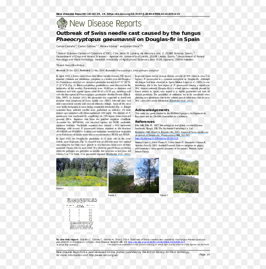 Tree, HD Png Download - douglas fir png